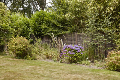 Garden border with a selection of flowers and trees behind lawn.