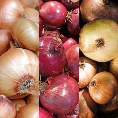 750g Winter Onion Sets Mix - Red Baron/Stuttgarter Giant