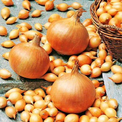 750g Winter Onion Sets Mix - Red Baron/Stuttgarter Giant/Centurion - 6