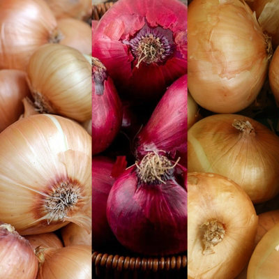 750g Winter Onion Sets Mix - Red Winter/Senshyu Yellow/Radar