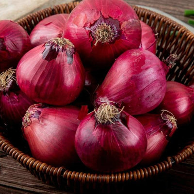 750g Winter Onion Sets Mix - Red Winter/Senshyu Yellow/Radar - 4