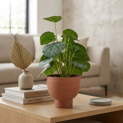 Garden Greatness Artificial Chinese Money Plant In Pot from B&Q