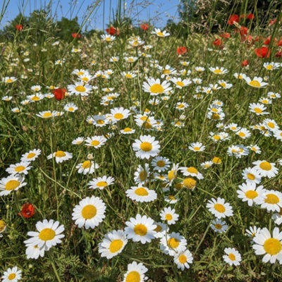 B&Q -  Fresh Oxeye Daisy White Seeds Leucanthemum Vulgare Native British WildflowerPerfect For Bee Gardens Bulk 1Kg