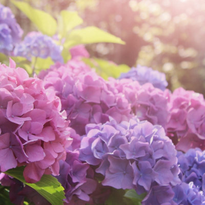 Close up of purple Hydrangea Paniculata flowers.