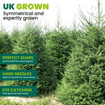 7ft Fresh Cut Norway Spruce Christmas Tree Real Live Fresh