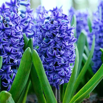 8 x Hyacinth Blue Trophy Spring Bulbs - Highly Fragrant Flowering Perennials - UK Hardy Low Maintenance Pollinator Friendly