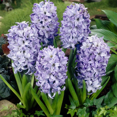 8 x Hyacinth Sky Planet Spring Bulbs - Pale Blue Highly Fragrant Perennials - UK Hardy Low Maintenance Pollinator Friendly