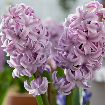 8 x Hyacinth Top Hit Spring Bulbs - Pale Lilac Highly Fragrant Flowering Perennials - UK Hardy Low Maintenance Pollinator Friendly