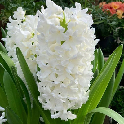 8 x Hyacinth White Spring Bulbs - Highly Fragrant Outdoor Perennials - UK Hardy Low Maintenance Pollinator Friendly