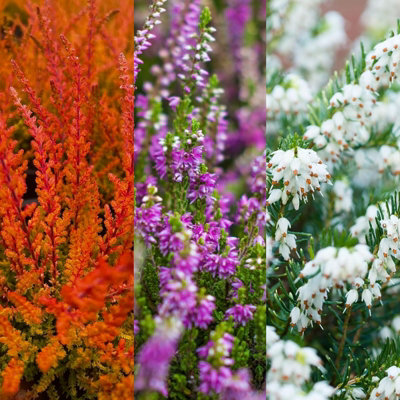 8 x Mixed Heather Plants - Calluna - Erica in 9cm Pots - Ready to Plant