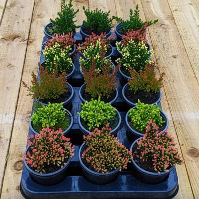 8 x Mixed Heather Plants - Calluna - Erica in 9cm Pots - Ready to Plant