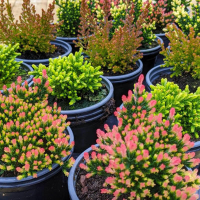 8 x Mixed Heather Plants - Calluna - Erica in 9cm Pots - Ready to Plant - 3