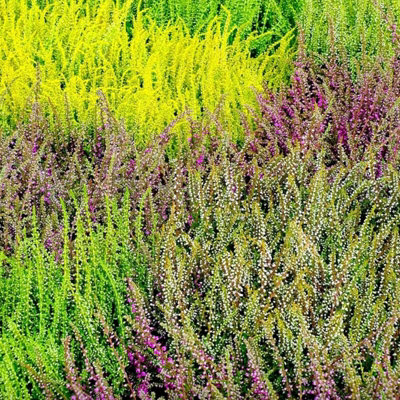 8 x Mixed Heather Plants - Calluna - Erica in 9cm Pots - Ready to Plant