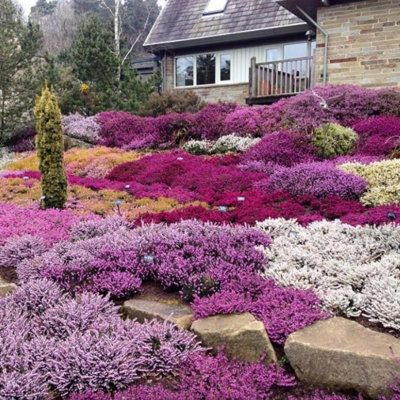 8 x Mixed Heather Plants - Calluna - Erica in 9cm Pots - Ready to Plant - 5