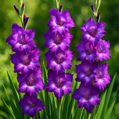 80 x Gladioli Purple Flora Summer Flowering Bulbs - Gladiolus Sword ...