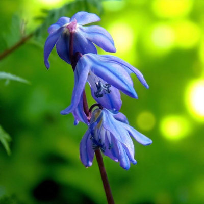Scilla Bifolia - Flowering Of Small Blue Flowers In The Spring Stock