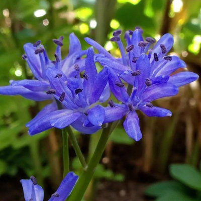 Scilla Bifolia - Flowering Of Small Blue Flowers In The Spring Stock