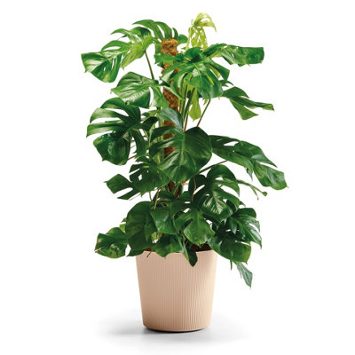  - Euro3Plast Coprivaso Fyre Greener Cm.25 Dune
