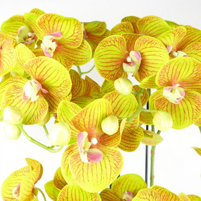 80cm Large Orchid Lime Yellow - 41 REAL TOUCH flowers
