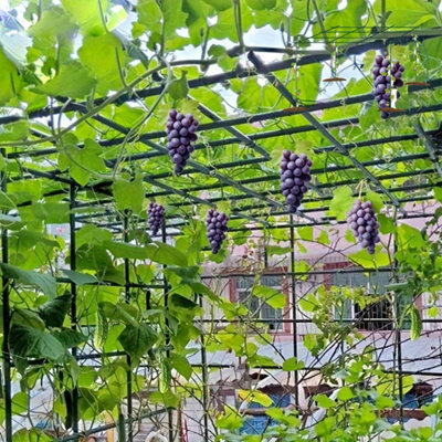 80Pcs Heavy Duty Metal Garden Trellis Grape Support Stakes