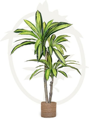 Maia Artificial Plant Dracaena, Shop For Home And Office Decoration, 105Cm B&Q
