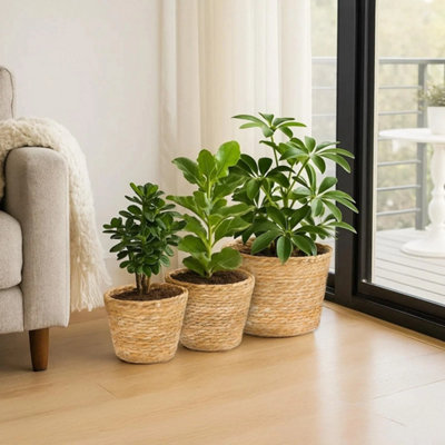  - 3 Pcs Hand Woven Indoor Outdoor Wicker Plant Pots Seagrass Planter Basket