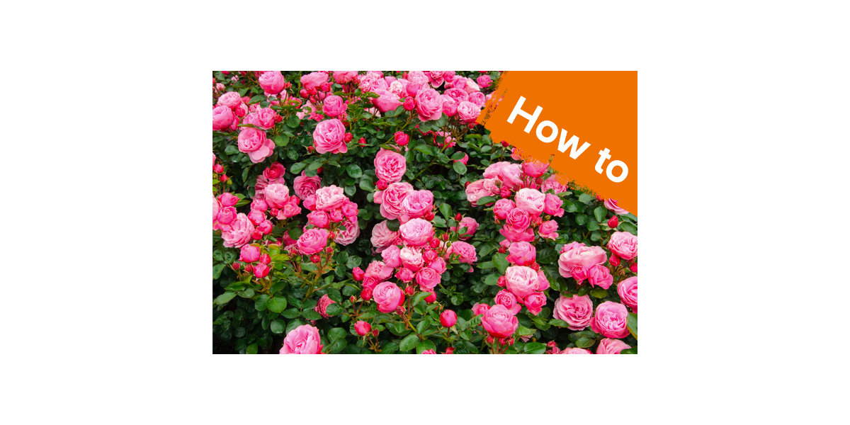 How to identify, treat & prevent plant diseases Outdoor & Garden B&Q