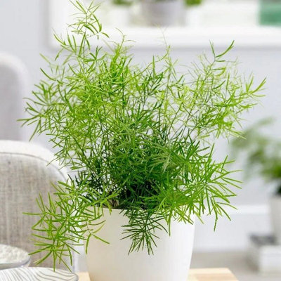 Primrose Asparagus Densiflorus Sprengeri Emerald Fern 12Cm Pot 30Cm Tall Foliage House Plants from B&Q