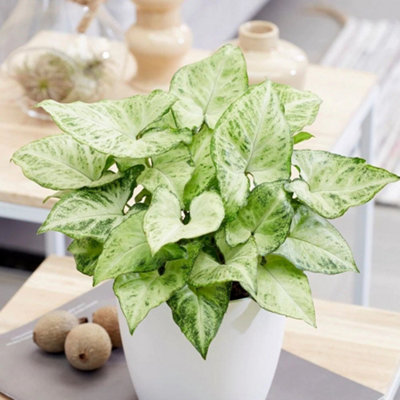 Primrose Gonium Arrow Nephthytis 12Cm Pot 25Cm Tall Foliage House Plants from B&Q