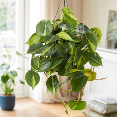 Plant Theory Philodendron Scandens Brasil Sweetheart Plant Heartleaf Indoor Plant 18Cm Hanging Pot from B&Q