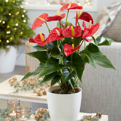 Primrose Anthurium Red Champion Flamingo Flower 14Cm Pot 50Cm Tall Flowering House Plants from B&Q