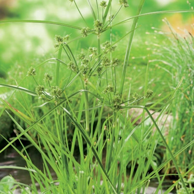 Primrose Cyperus Alternifolius Umbrella Grass 9Cm Pot Pond Plant from B&Q