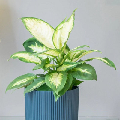 Primrose Dieffenbachia Compacta Dumb Cane 12Cm Pot 40Cm Tall Foliage House Plants from B&Q
