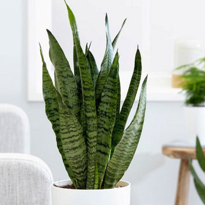Primrose Sansevieria Zeylanica Mother-In-Laws Tongue 14Cm Pot 50Cm Tall Foliage House Plants from B&Q