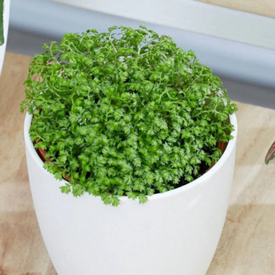 Primrose Selaginella Bottle Garden / Terrarium Plant Creeping Moss 6Cm Pot 8Cm Tall Foliage House Plants from B&Q