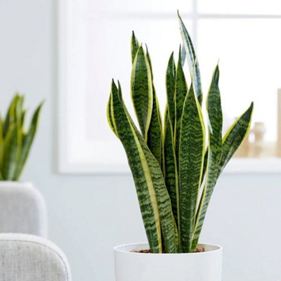 Primrose Sansevieria Trifasciata Laurentii Mother-In-Laws Tongue Variegated Snake Plant 14Cm Pot 45Cm Tall Foliage House Plants from B&Q