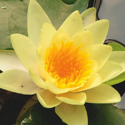 Primrose Nymphaea Yellow Sensation Water Lily 1 Litre Aquatic Pot Pond Plant from B&Q