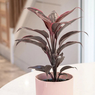 Primrose Cordyline Fruticosa Mambo Good Luck Plant 12Cm Pot 35Cm Tall Foliage House Plants from B&Q