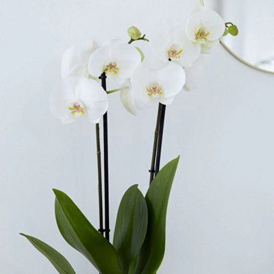 Primrose Phalaenopsis Grandiflorum White Moth Orchid 12Cm Pot 60Cm Tall Indoor Orchids from B&Q