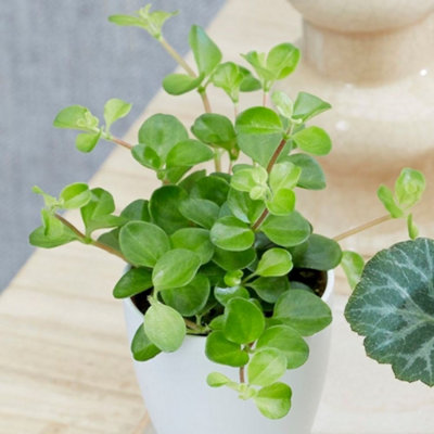 Primrose Peperomia Bottle Garden / Terrarium Plant Peperomia 6Cm Pot 11Cm Tall Foliage House Plants from B&Q