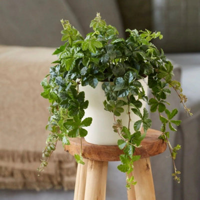 Primrose Cissus Striata Parthenocissus 12Cm Pot 20Cm Tall Foliage House Plants from B&Q