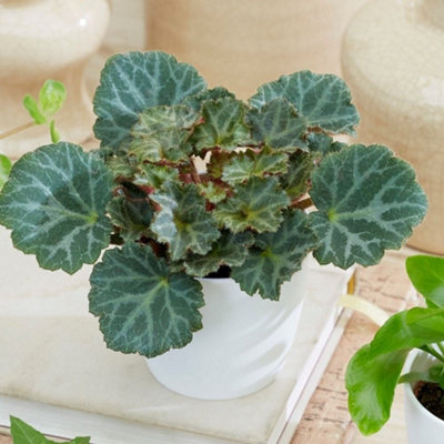 Primrose Saxifraga Bottle Garden / Terrarium Plant Mother Of Thousands 6Cm Pot 8Cm Tall Foliage House Plants from B&Q