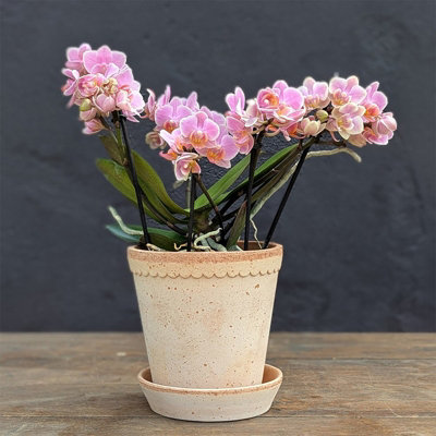 Plant Theory Moth Orchid Pink Boquetto Romantico Phalaenopsis House Plant 12Cm Pot 35Cm Tall from B&Q