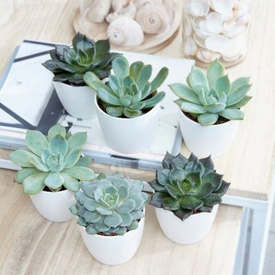 Primrose Echeveria Hen And Chicks Succulent 6Cm Pot Foliage House Plants from B&Q