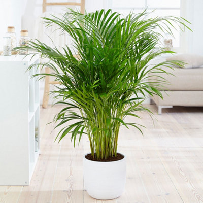 Primrose Chrysalidocarpus Lutescens Dypsis Areca Palm 12Cm Pot 35Cm Tall Foliage House Plants from B&Q