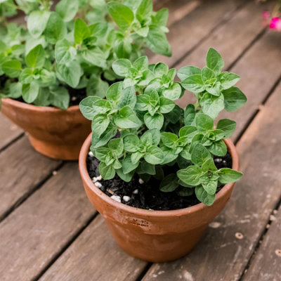 B&Q Oregano Seeds - Mediterranean Herb