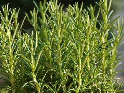  - Rosemary SeedsHerbAnnual