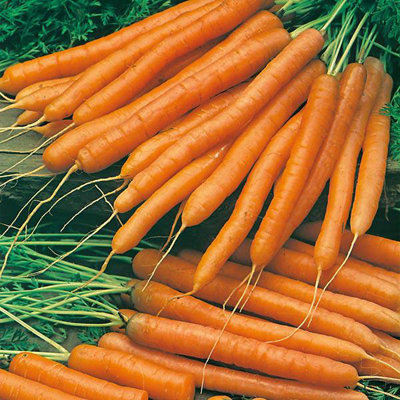 Carrot Amsterdam Forcing SeedsVegetableAnnual from B&Q