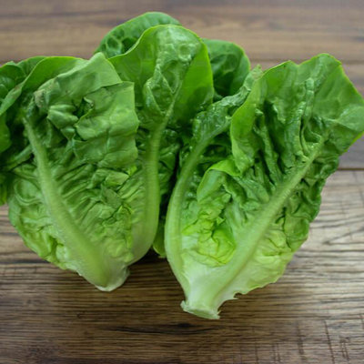  - Lettuce Little Gem SeedsVegetableCompact GrowthAnnual