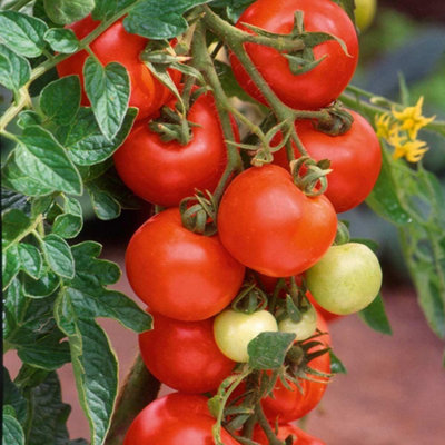 Tomato Alicante SeedsVegetableHigh YieldAnnual from B&Q